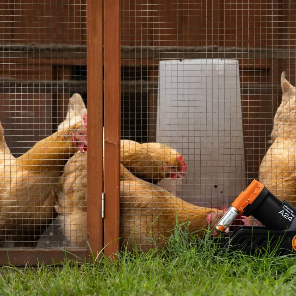 Goodnature smart trap kit A24 höns.webp