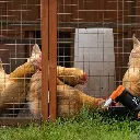 Goodnature smart trap kit A24 höns.webp